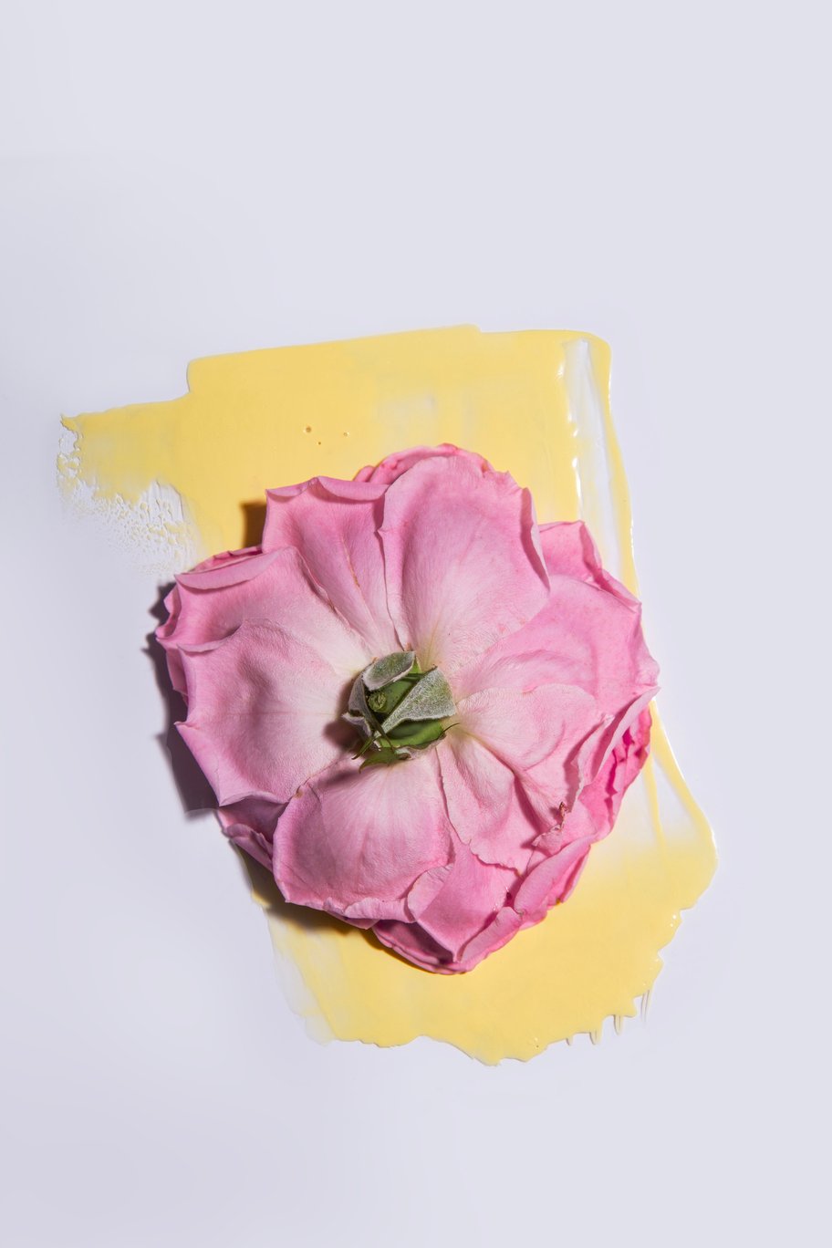 Dried flowers – Kate Ili 3