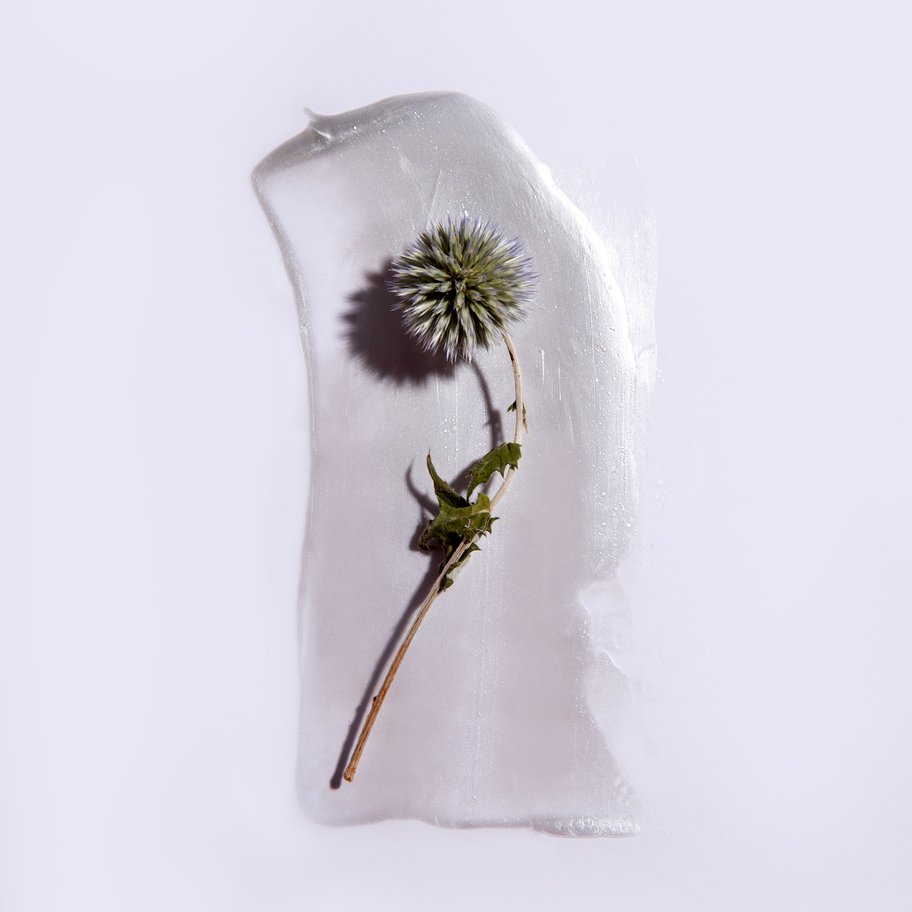 Dried flowers – Kate Ili 6a